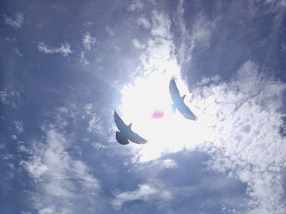 Пролетевший над головой. Две птицы в небе. Душа улетает. Душа в небе. Улетает в небо.