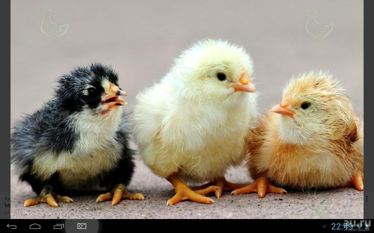 На цыплят быть похожими. Цыплята. Смешной цыпленок. Красивые цыплята. Цыплята фото.