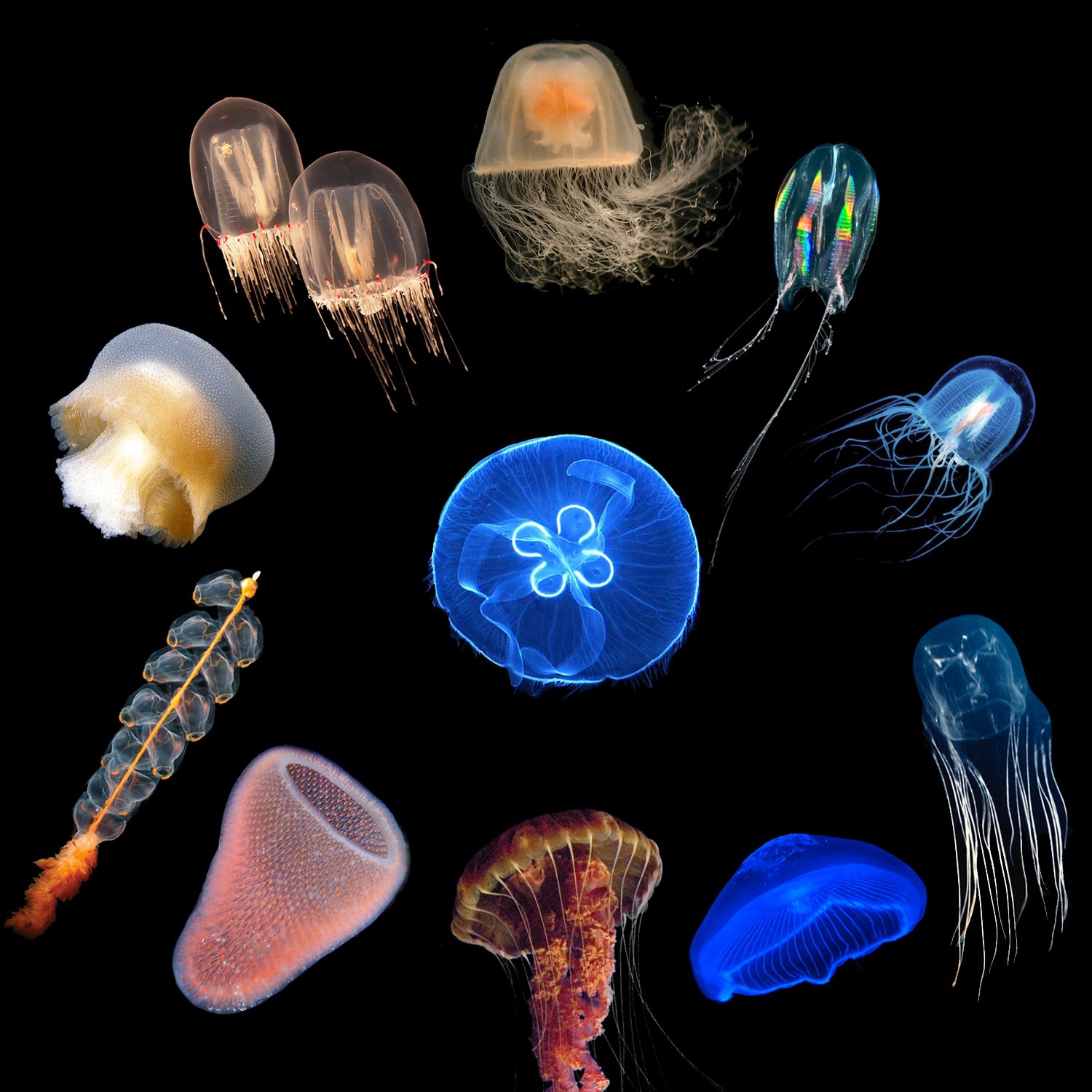Скопление живых организмов. Медуза пелагия ночесветка. Медуза Джеллифиш.