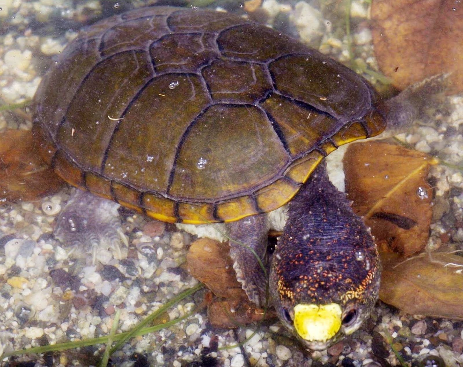Головастая иловая черепаха. Индийская лопастная черепаха. Киностернон черепаха. Kinosternidae иловые черепахи. Черепахи пара