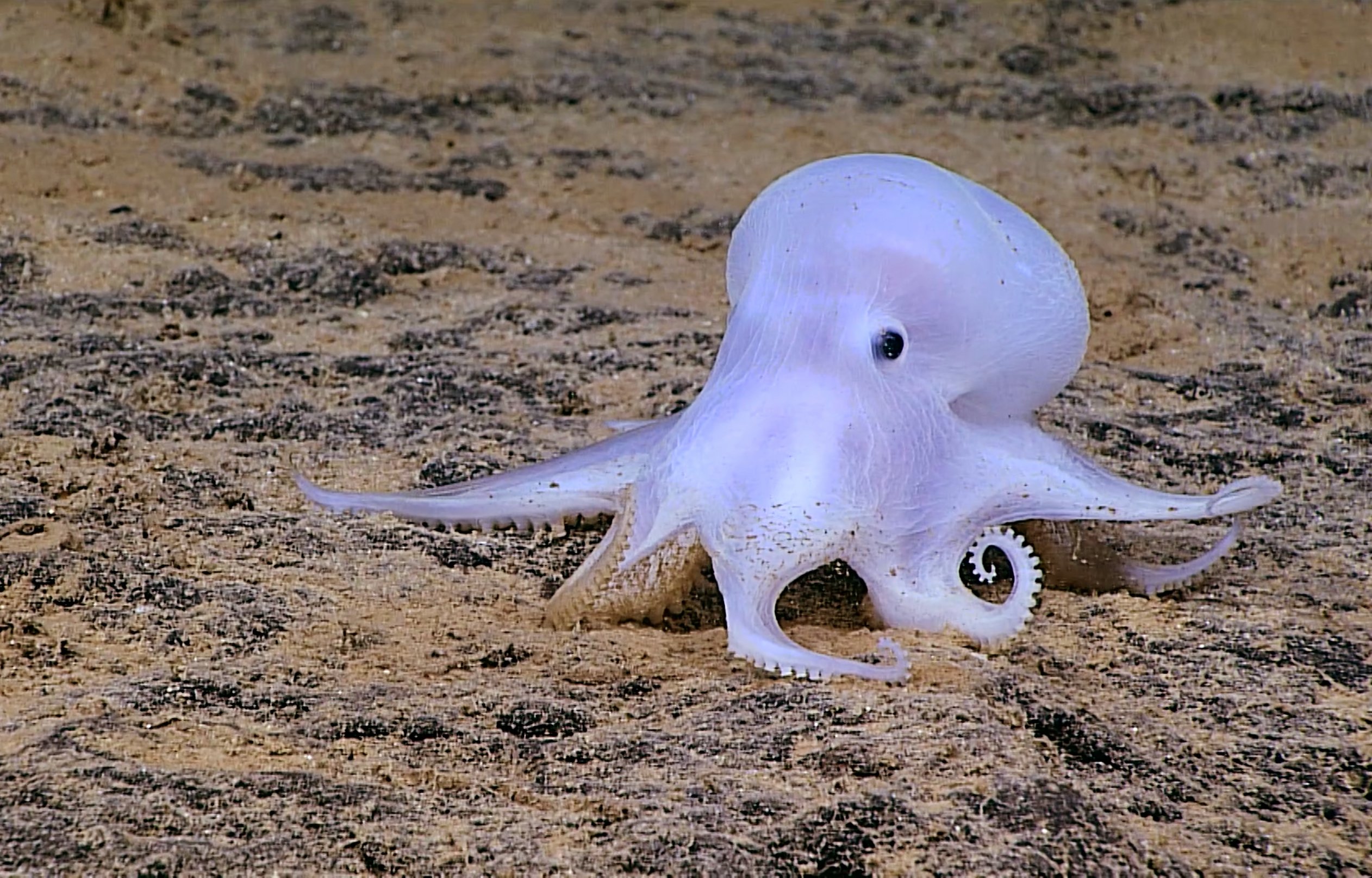 Море живое существо. Осьминог Каспер. Каспер Призрачный осьминог. Осьминог Думбо. Осьминог Дамбо.