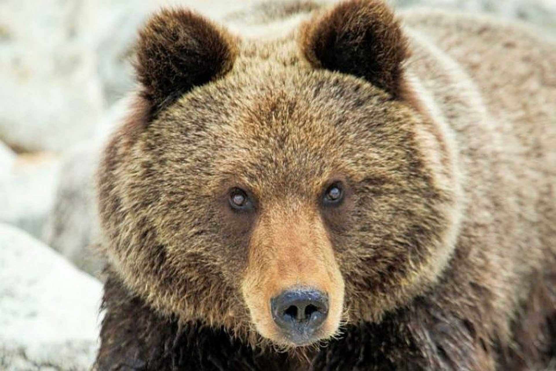 Wild bear перевод. Бурый медведь. Дальневосточный бурый медведь. Бурый медведь анфас. Морда медведя.