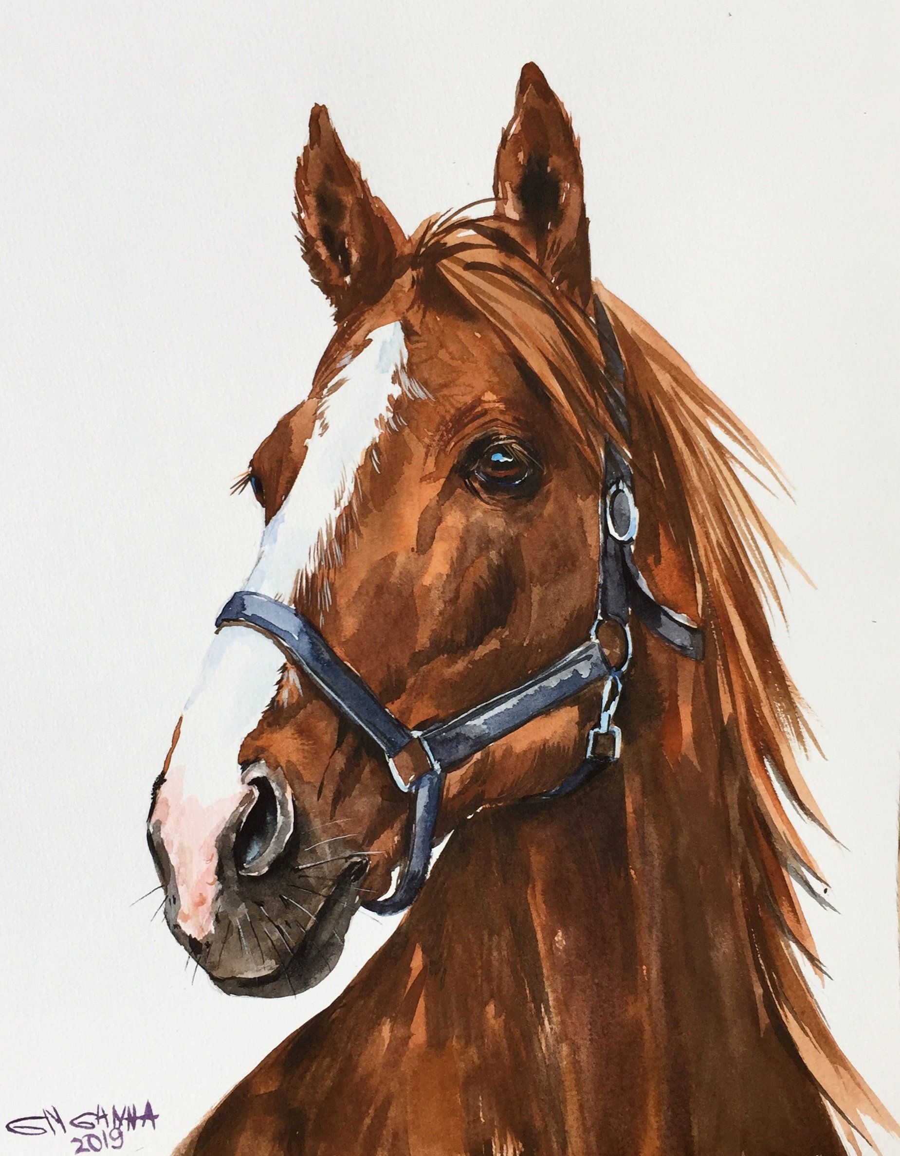 Лошадь картинки рисунки. Портрет лошади. Морда лошади. Лошадь акварелью. Голова лошади.