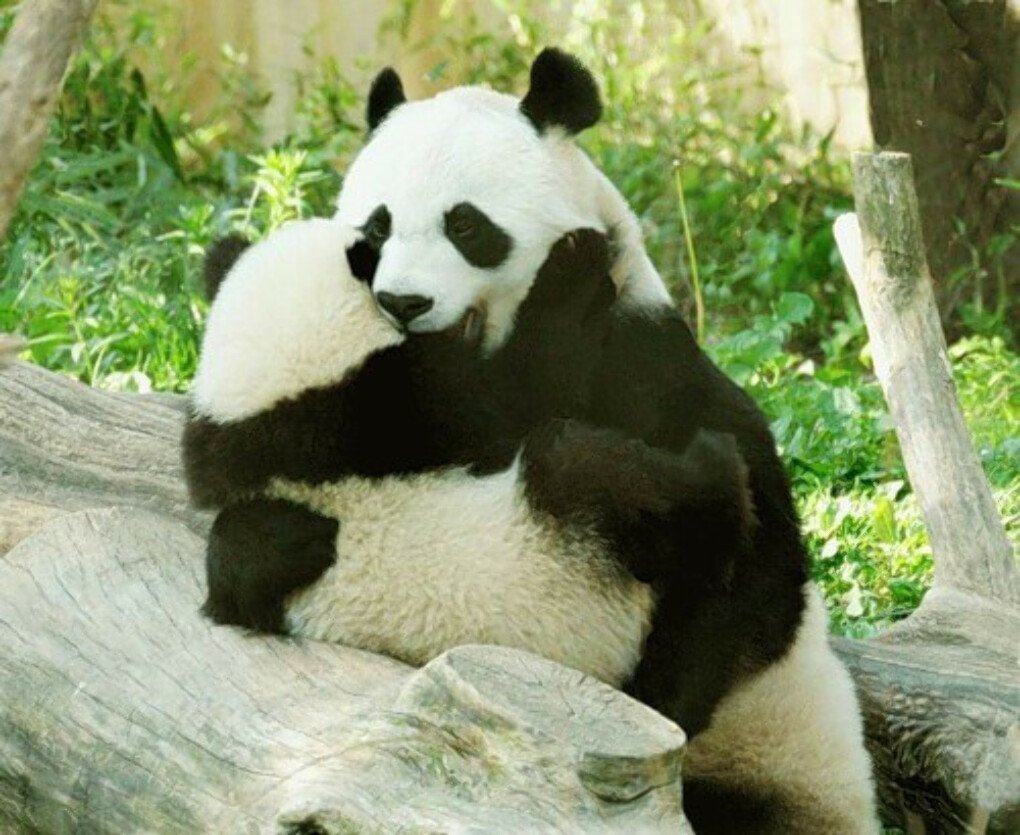 Обнять панду. Панда. Панды обнимаются. Медведь Панда. Панда обнимашки.