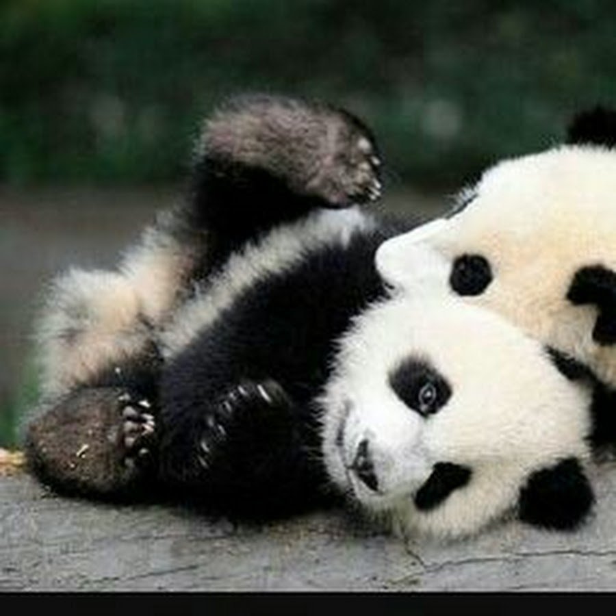 Обнять панду. Панда. Панды обнимаются. Милые пандочки. Две маленькие панды.