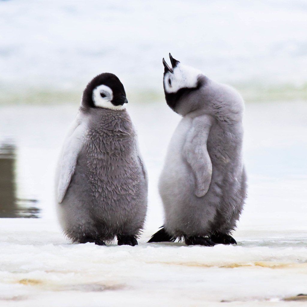 Пингвины моей мамы без. Императорский Пингвин детеныш. Пушистый Пингвин. Маленький Пингвин. Милые пингвины.