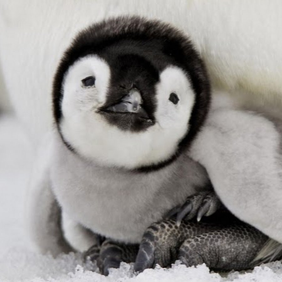 Милые пингвины