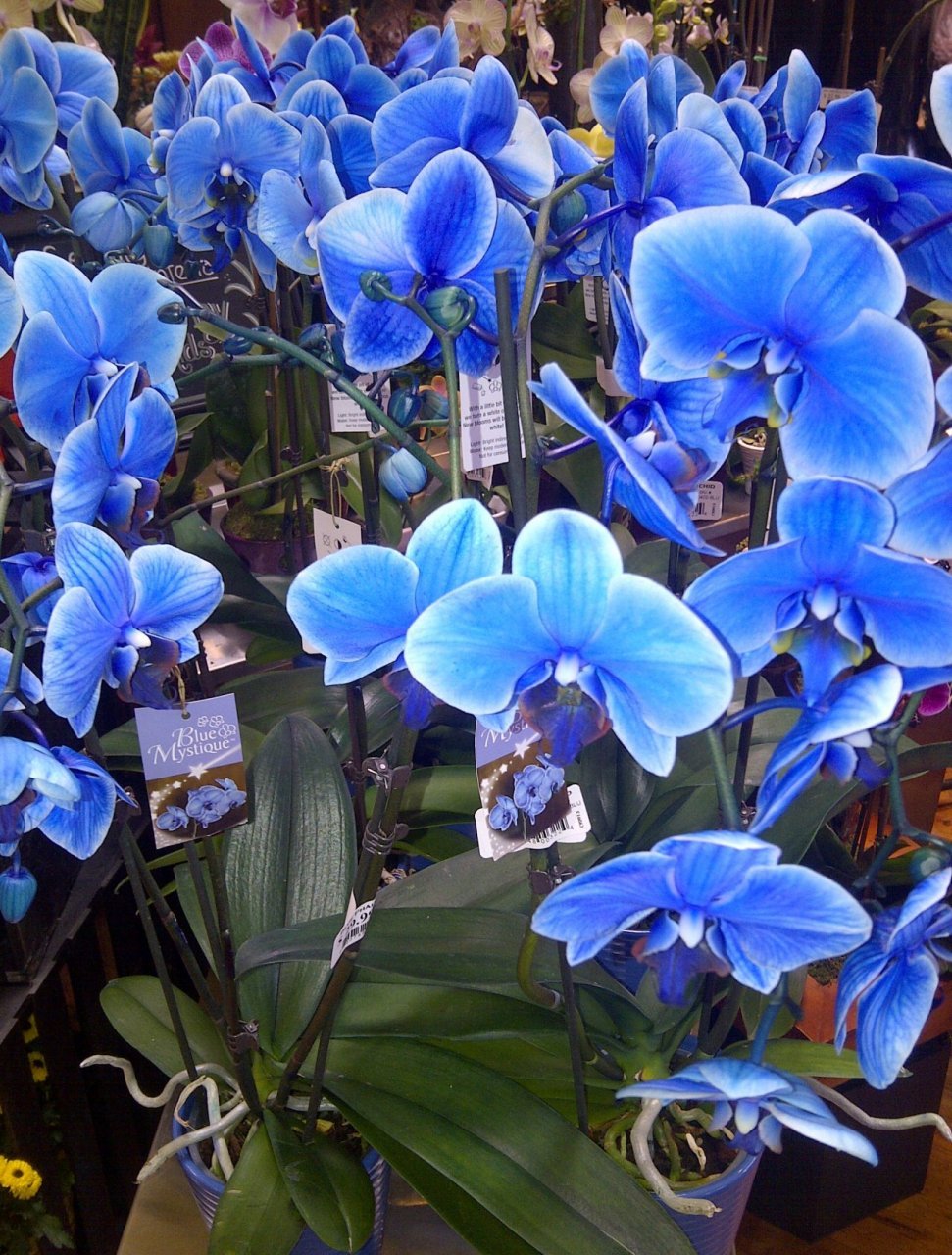 Синяя орхидея натуральная