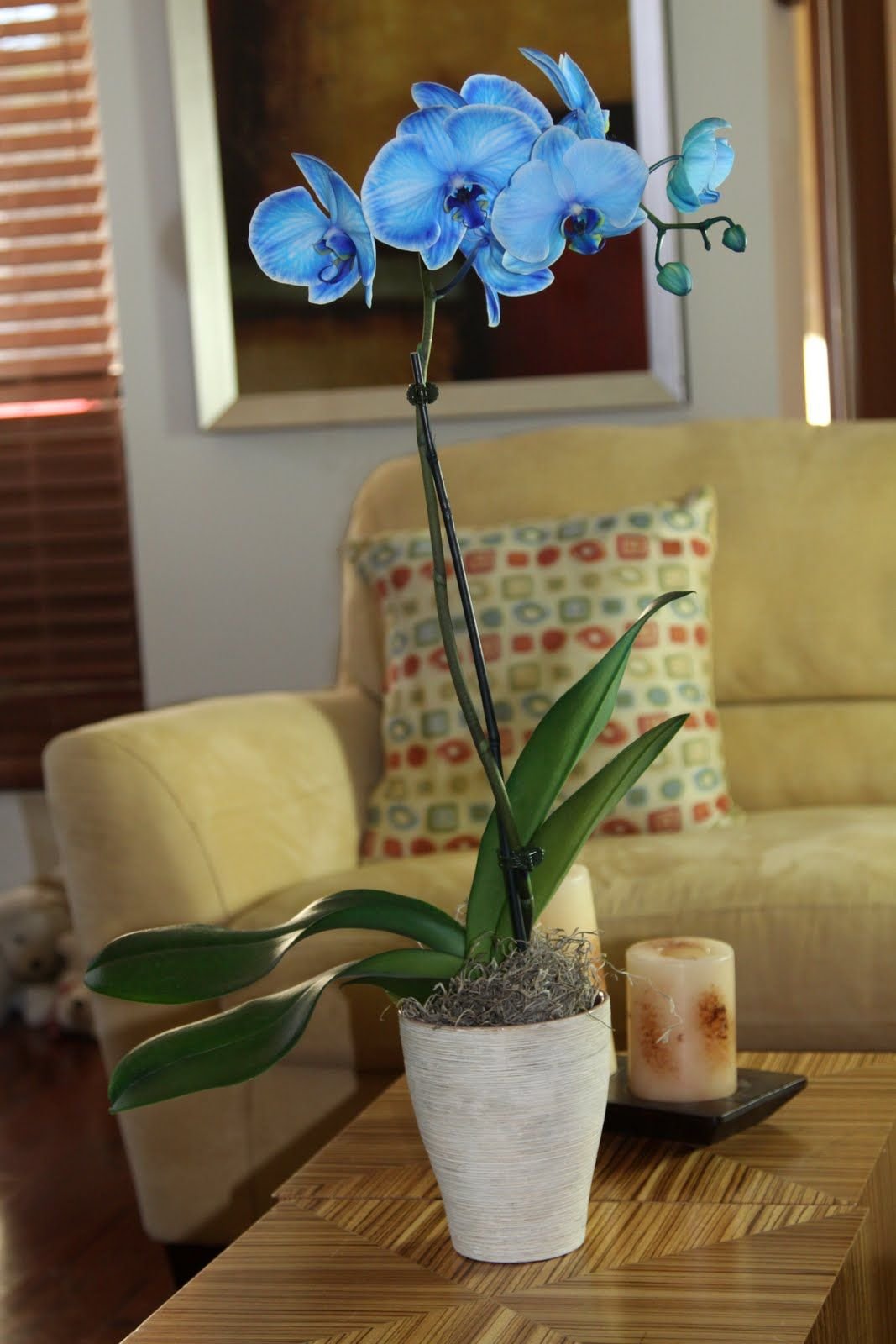 Синяя орхидея в горшке. Орхидея фаленопсис голубая. Орхидея фаленопсис синяя. Фаленопсис синий. Фаленопсис голубой.