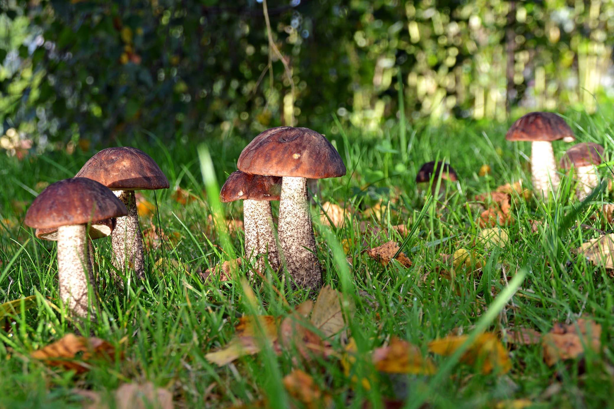 Подберезовик группа грибов. Обабок гриб великан. Белый гриб и подберезовик. Лесные грибы обабки. Подберёзовик обыкновенный.