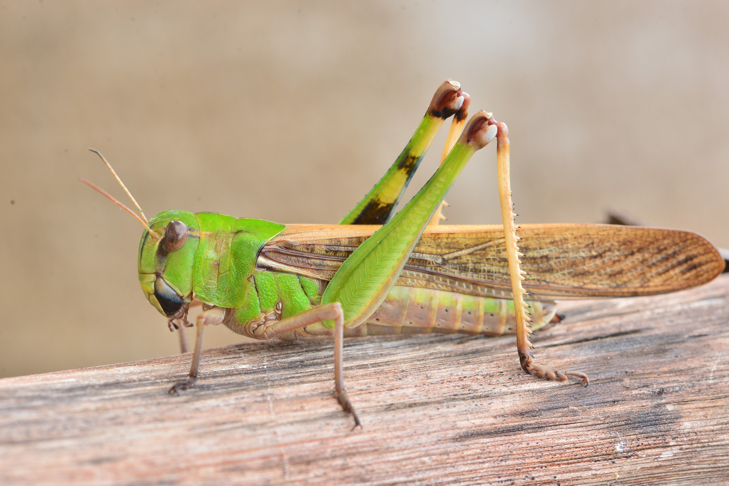 Лапка кузнечика. Grasshopper (кузнечик,1946 Locust). Саранча насекомое. Лапки кузнечика. Насекомое похожее на кузнечика.