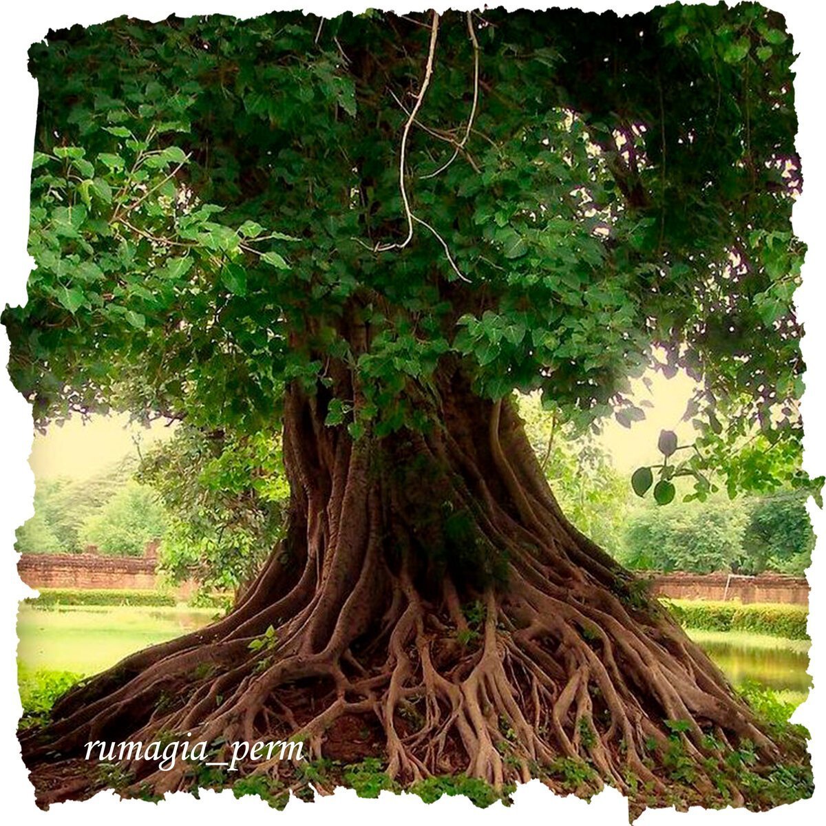 Flying tree. Милорн дерево. Дерево Tamanu Tree. Manuka Tree дерево. Красивое дерево с корнями.