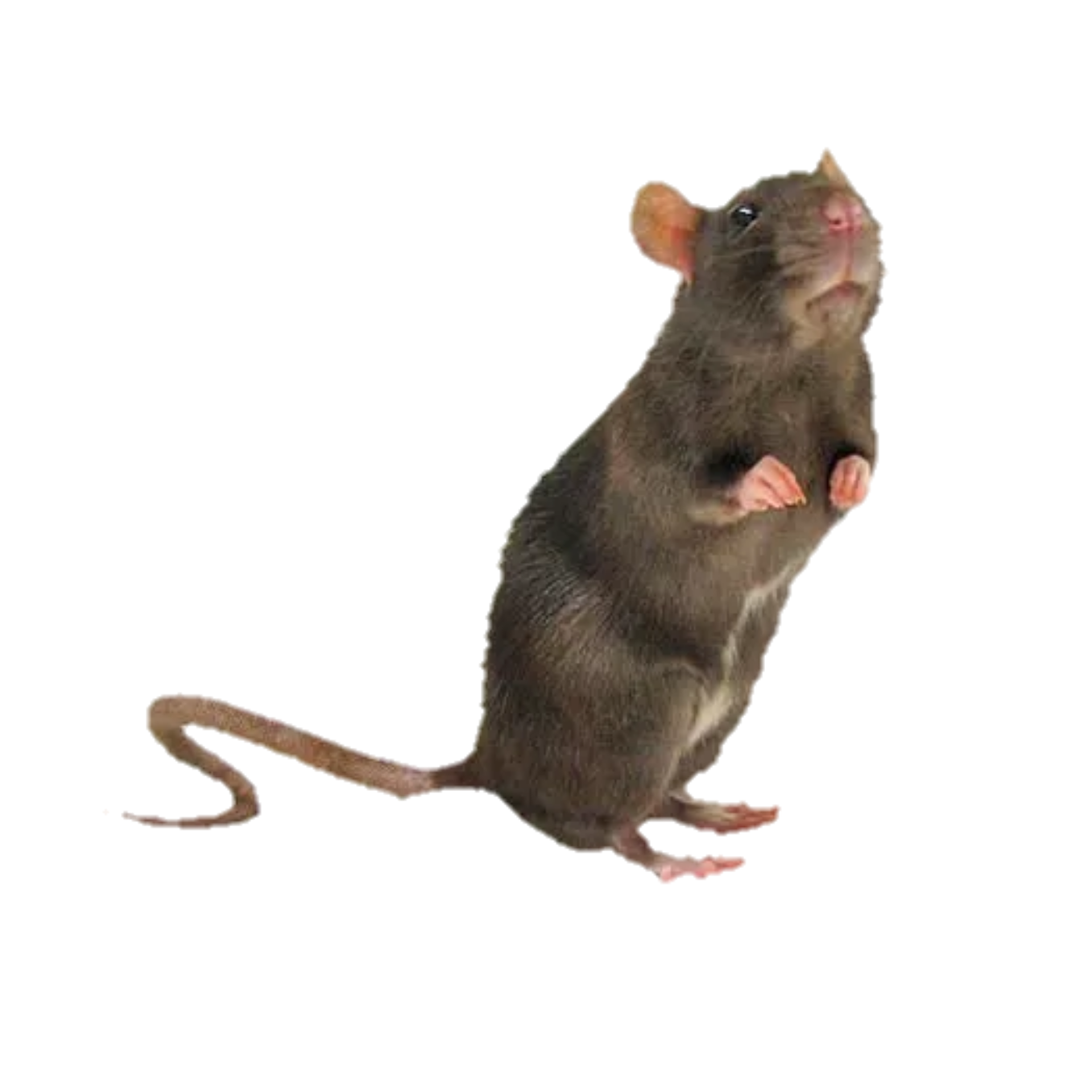 что такое крыса в пабг фото 50