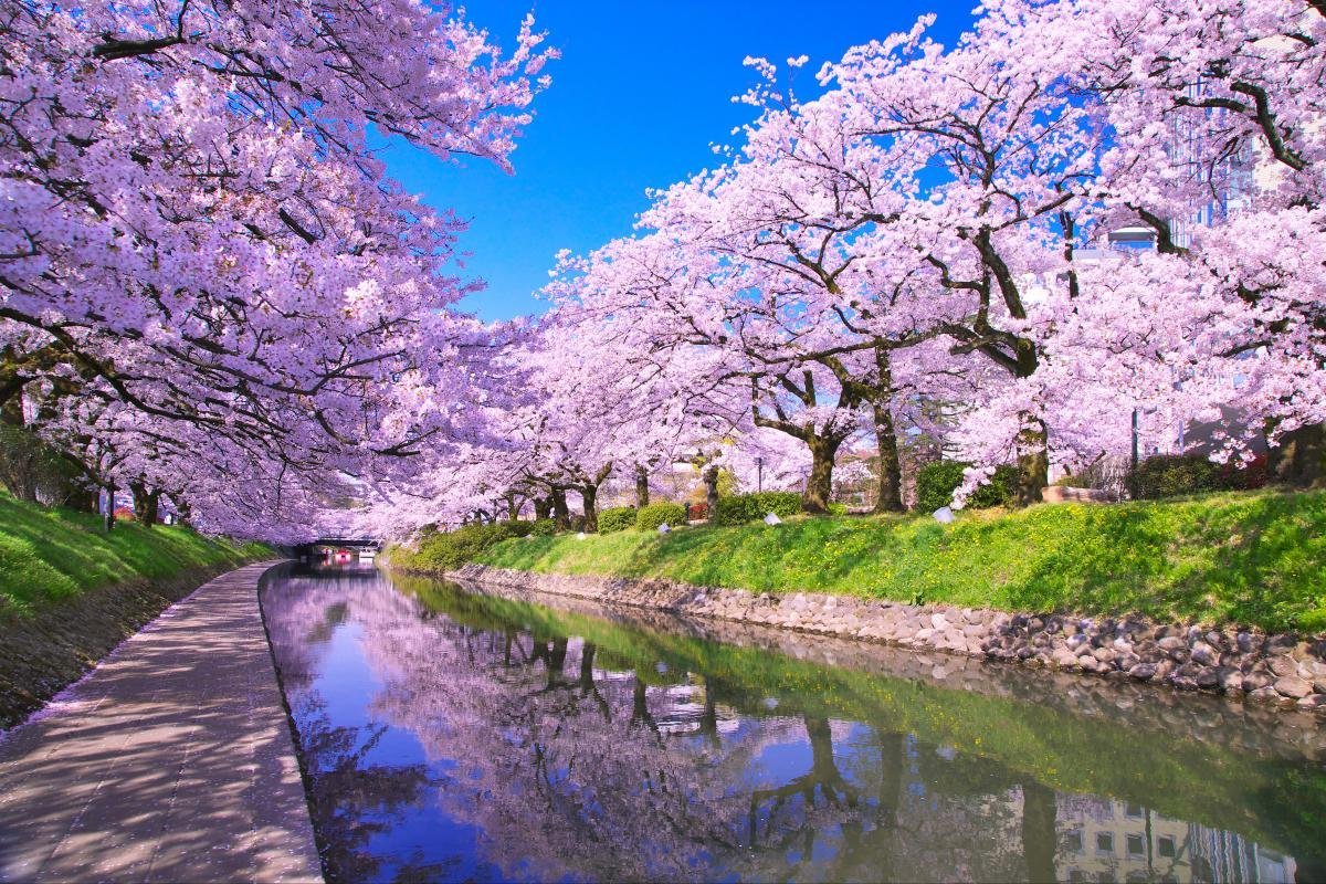 Озон сакура. Сад Сакуры. Йокогама Япония цветение Сакуры. Сакура Хоккайдо. Хоккайдо цветение Сакуры.