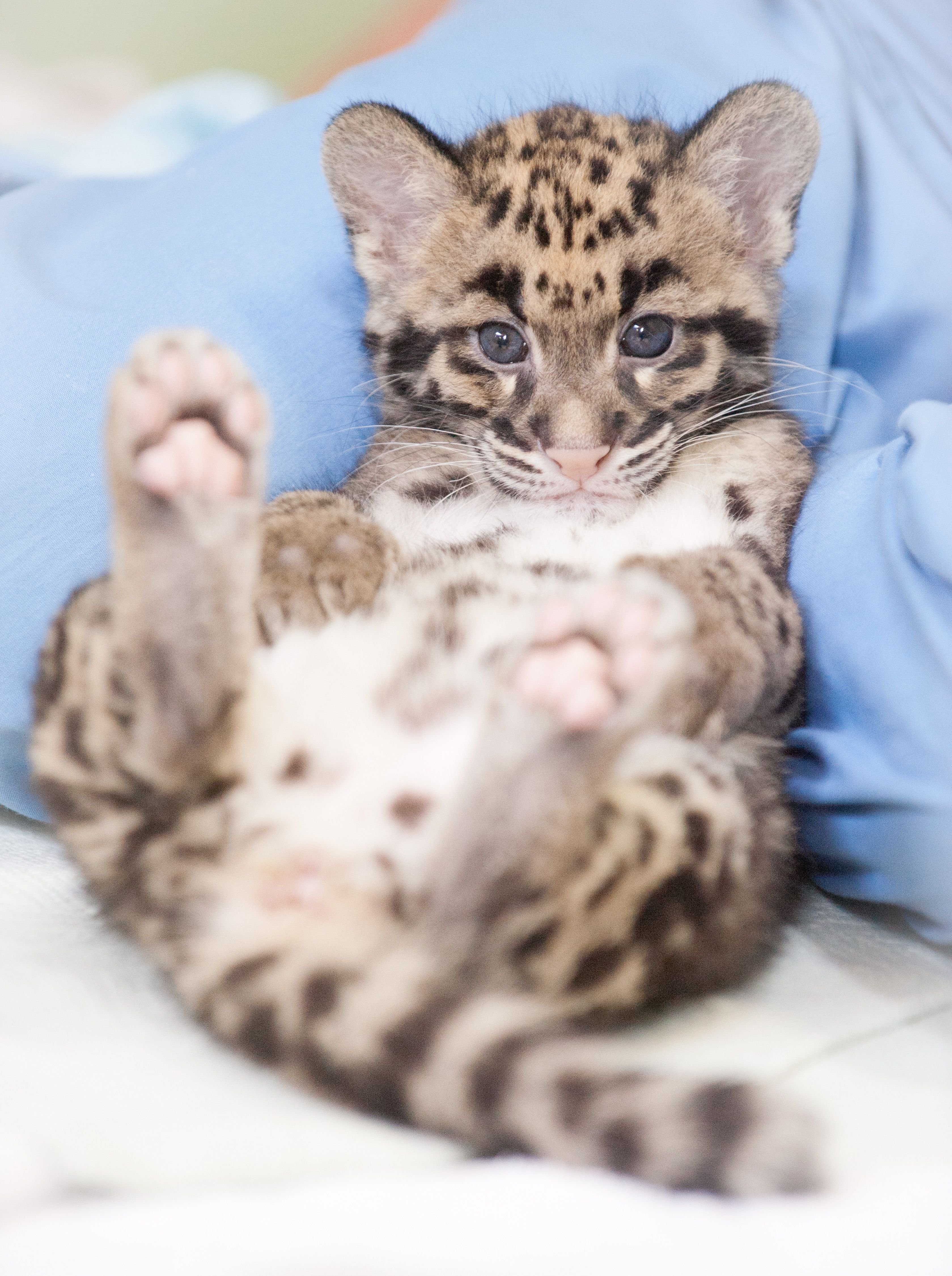 Котята похожи на кошку. Дымчатый леопард детеныш. Дымчатый леопард малыш. Дымчатый леопард котенок. Детеныш леопарда.