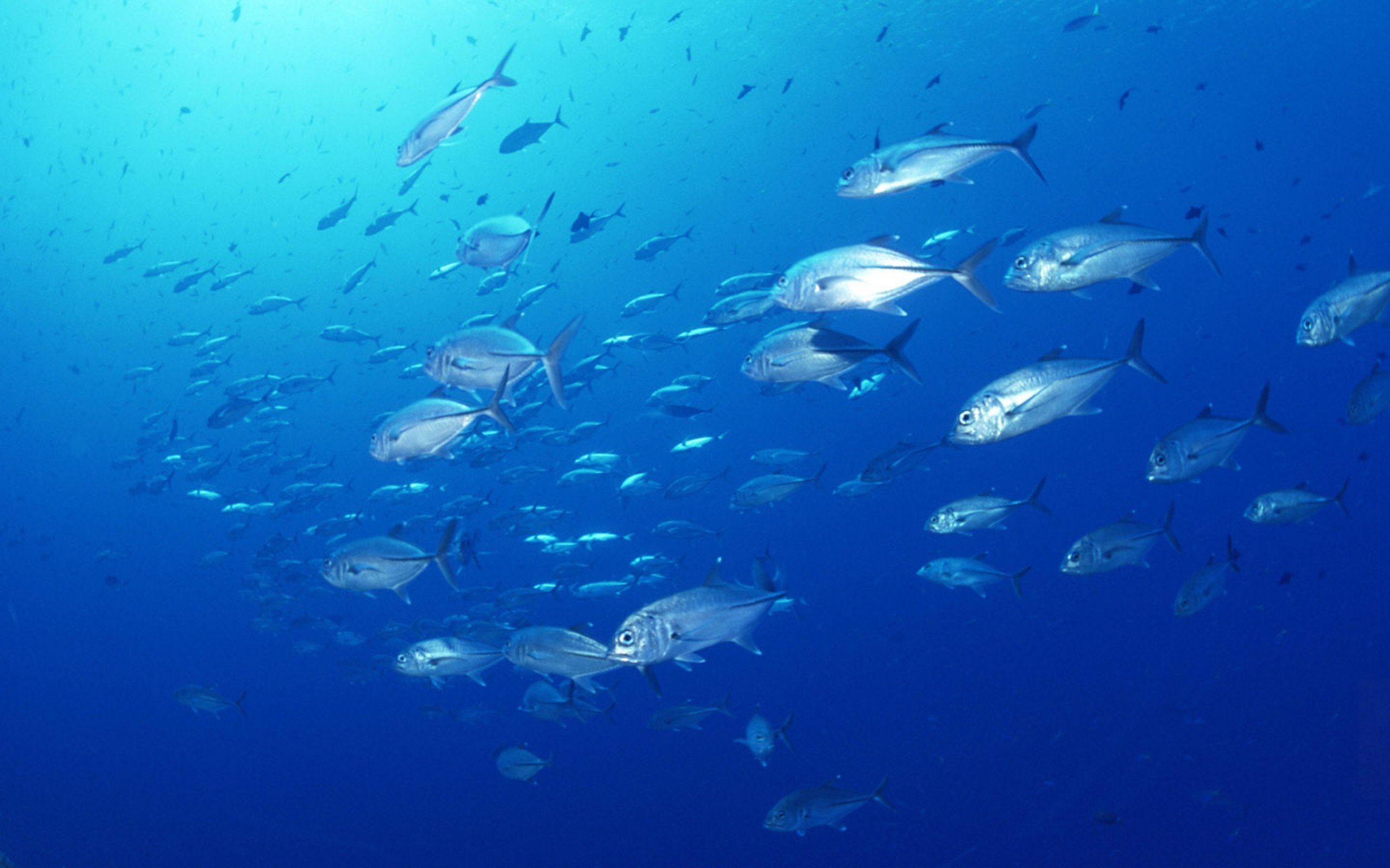 Организмы плавающие в толще воды. Рыбы в океане. Стая рыб. Рыбы под водой. Рыбки в океане.