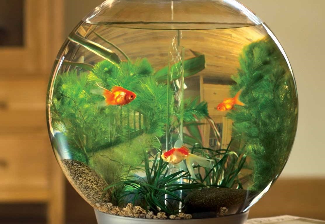 Рыбки которые живут без кислорода. Круглый аквариум. Рыбки для аквариума. Маленький аквариум. Аквариум маленький круглый.