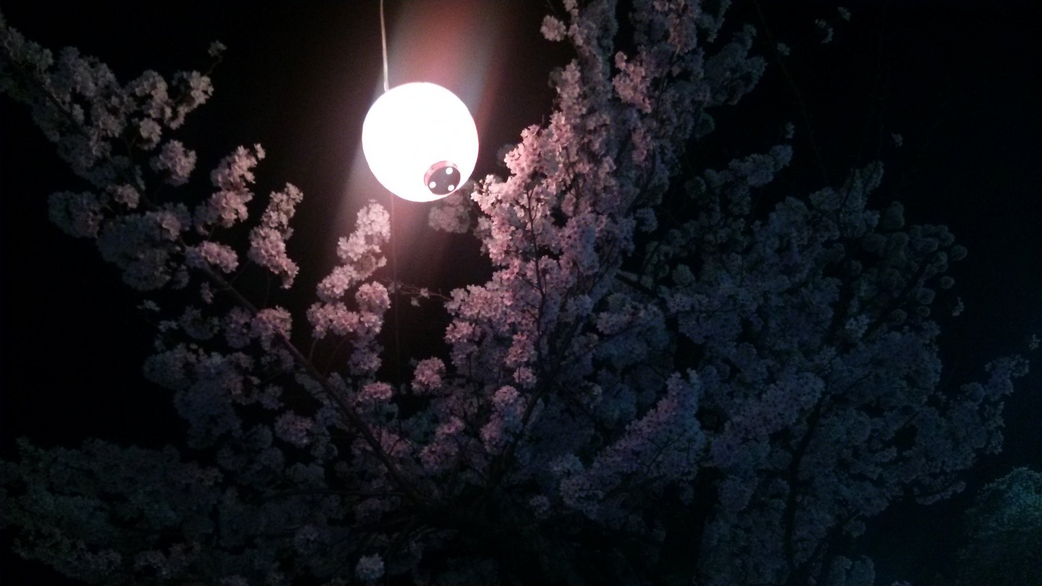 Сакура фонари. Сакура ночью. Весенняя ночь. Японская природа. Черная Сакура.