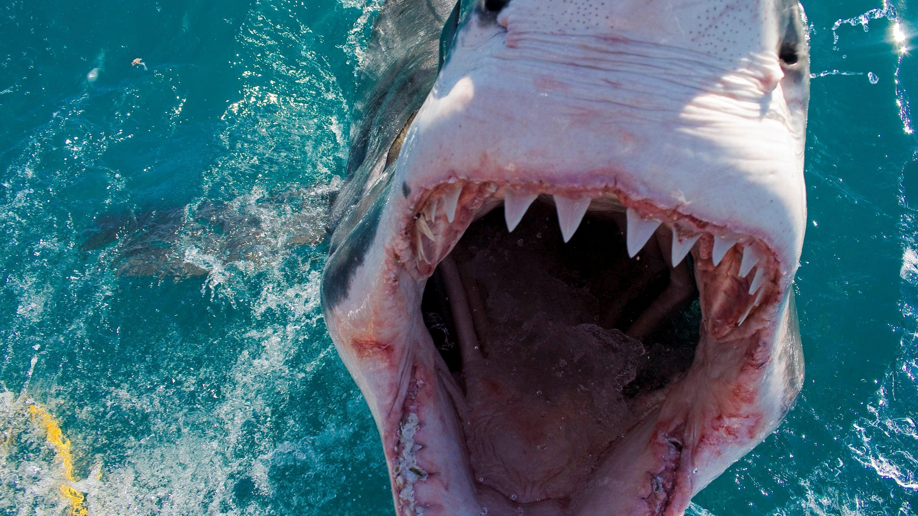 Самая опасная фотка. Акула людоед индийского океана. Людоед акула кархародон. Акула белая, акула-людоед, кархародон.