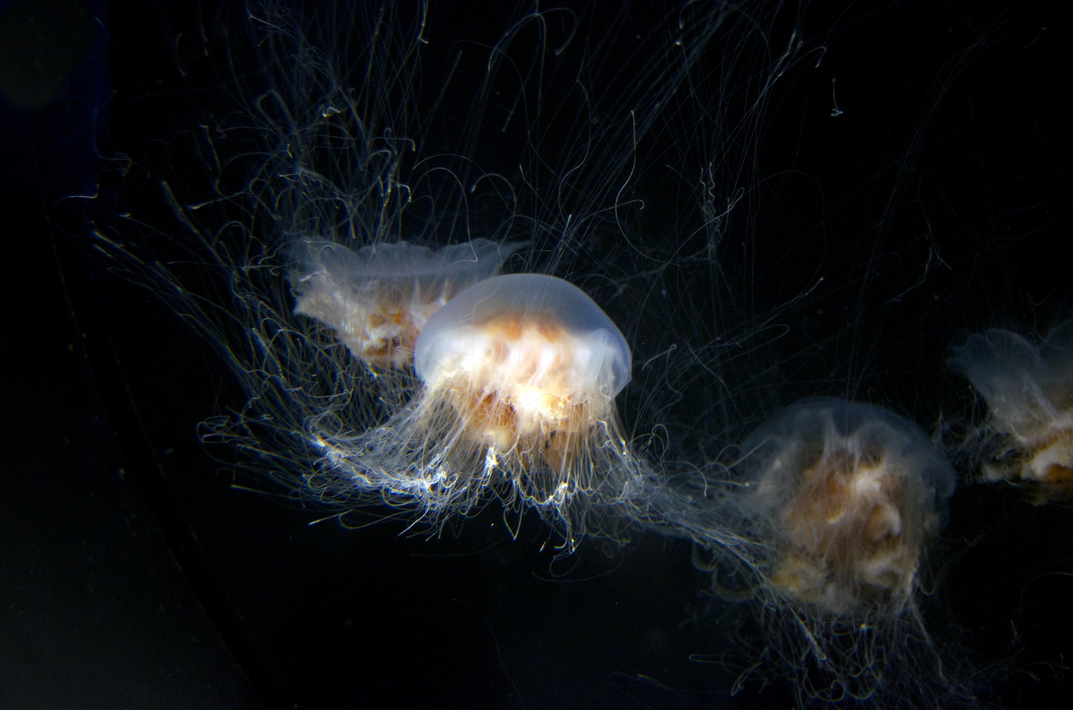 Медуза живая купить. Турритопсис нутрикула. Медуза нутрикула. Медуза Туритопсис бессмертна. Бессмертные морские обитатели.