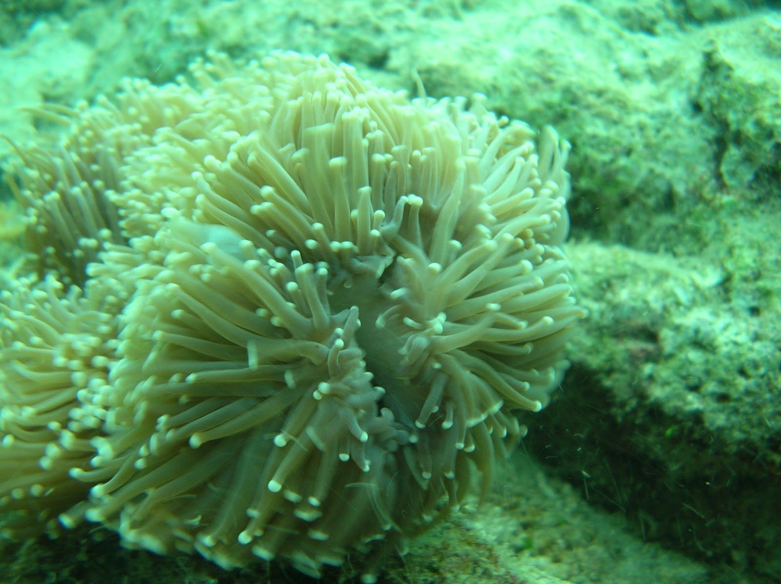 Морской гриб инадзума где. Акватория Инадзумы морской гриб. Морской гриб Геншин. Морской песчаный анемон. Гриб морской анемон.