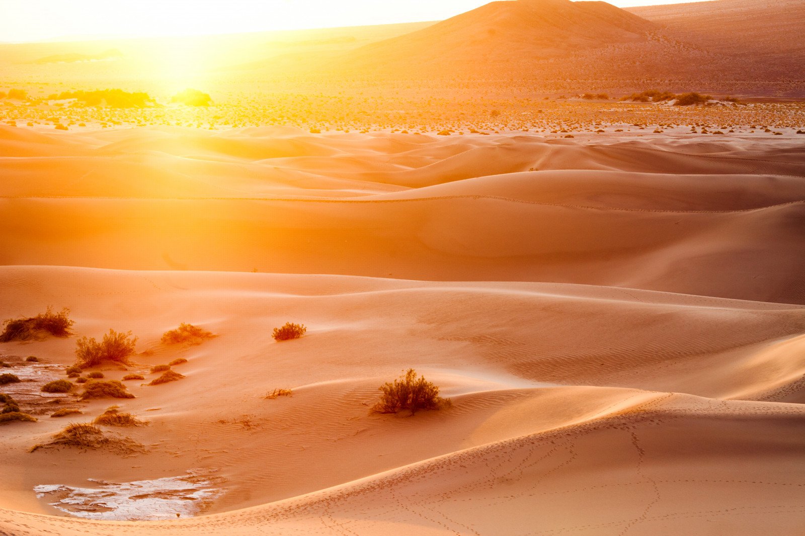 Новая жизнь жар песков. Пустыня сахара (Экорегион). Бархан Сарыкум. Марокко дюны. Рассвет в пустыне.