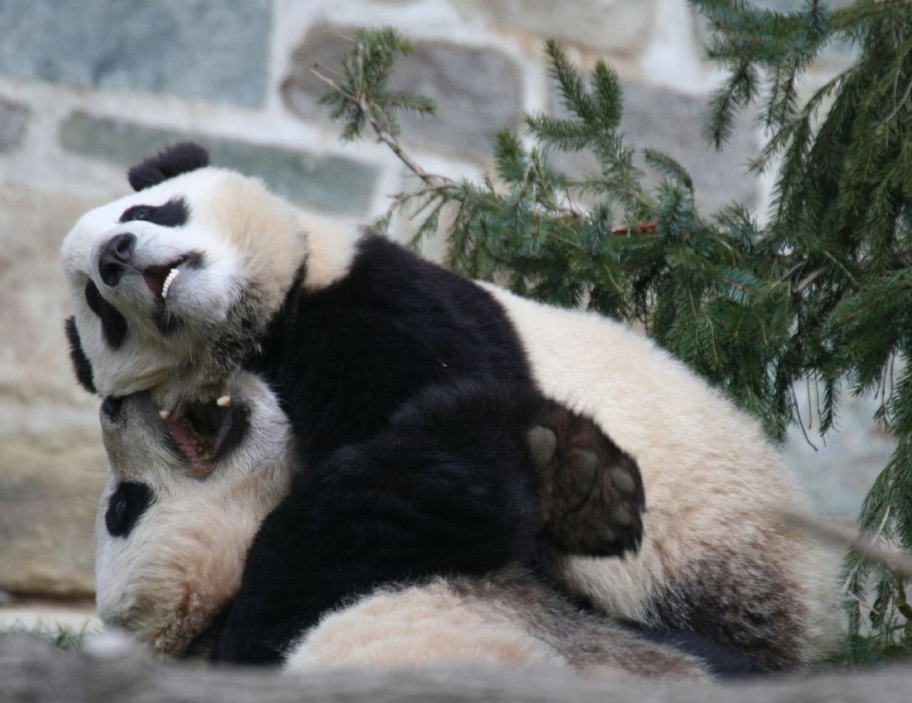 Обнять панду. Панды обнимаются. Влюбленные панды. Панда обнимашки. Две панды обнимаются.