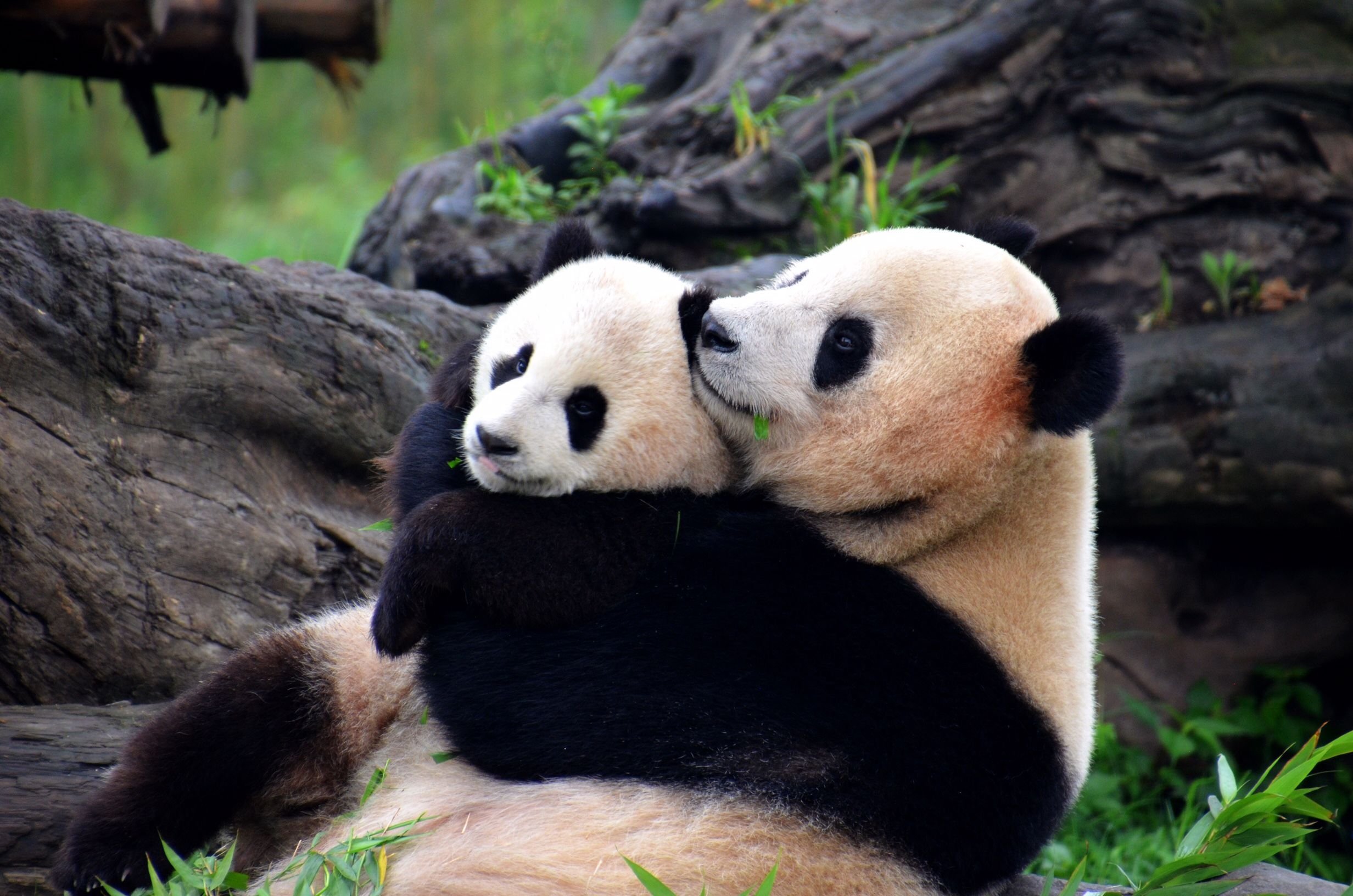 Обнять панду. Две панды. Панда обнимашки. Панды обнимаются. Объятия панды.