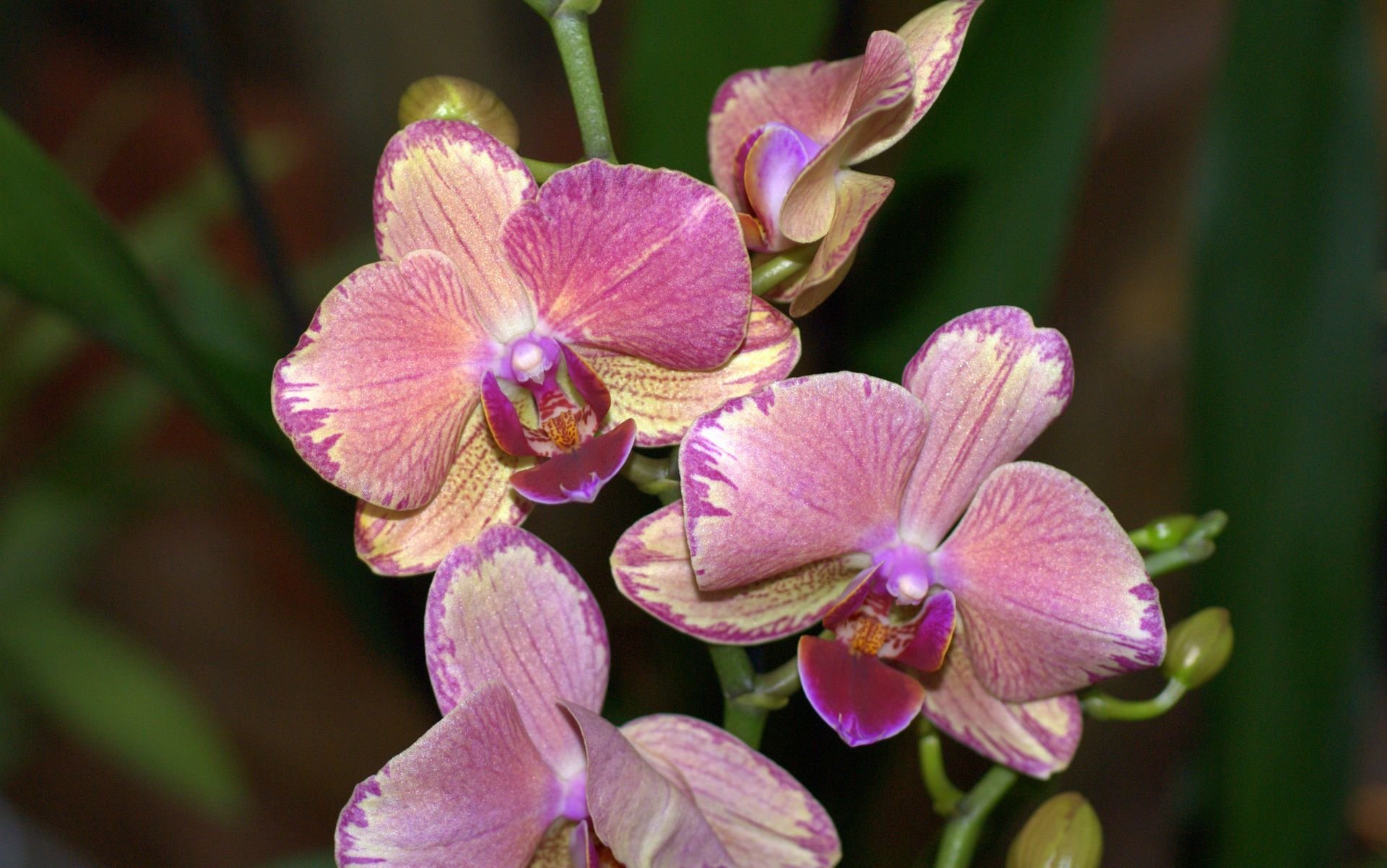 Каталог орхидей с названиями. Фаленопсис (Phalaenopsis) – Орхидея. Фаленопсис Равелло. Фаленопсис Посейдон.