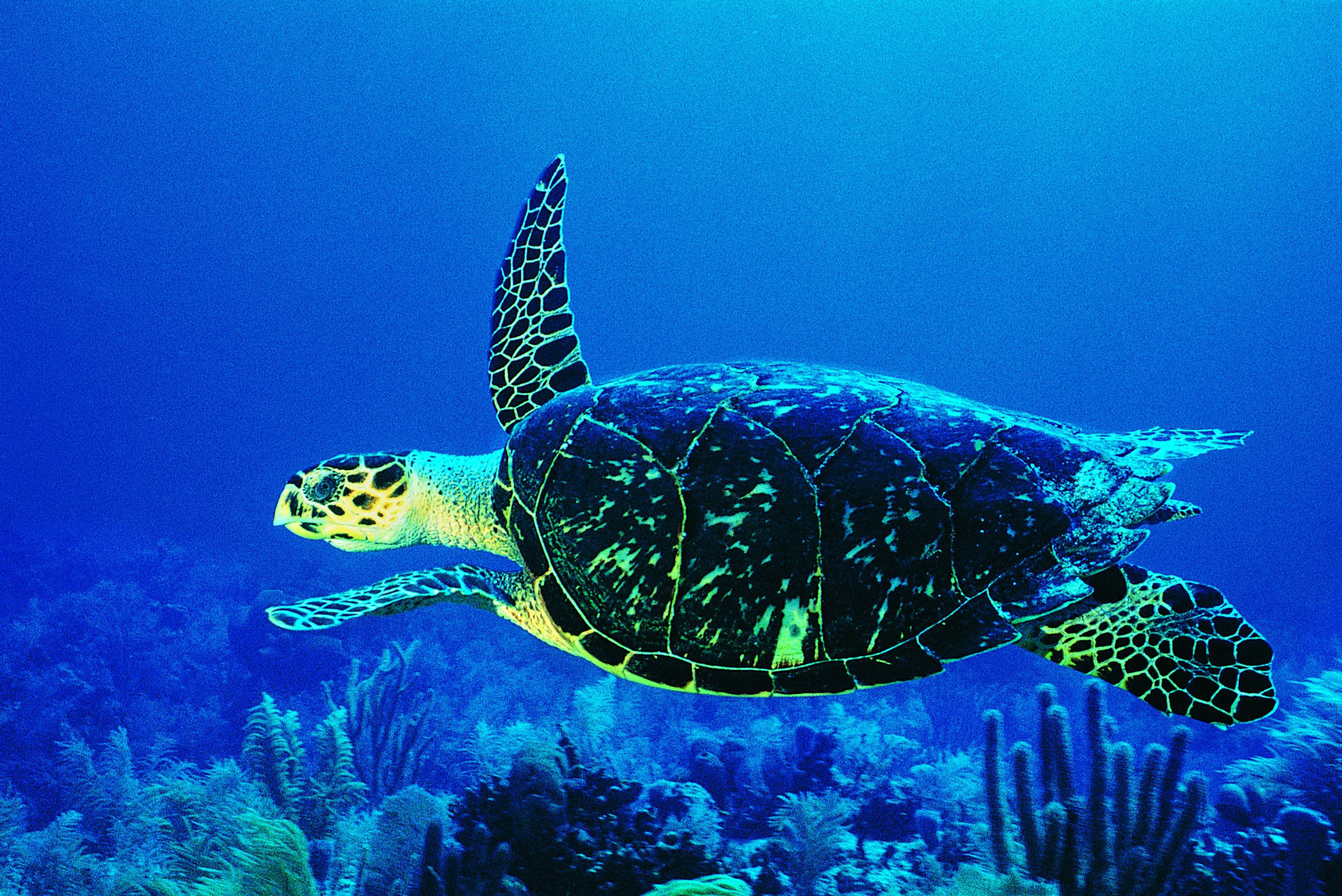 Картинка морская черепаха. Морская черепаха бисса. Черепаха бисса Нектон. Черепаха океаническая. Австралийская зелёная черепаха.