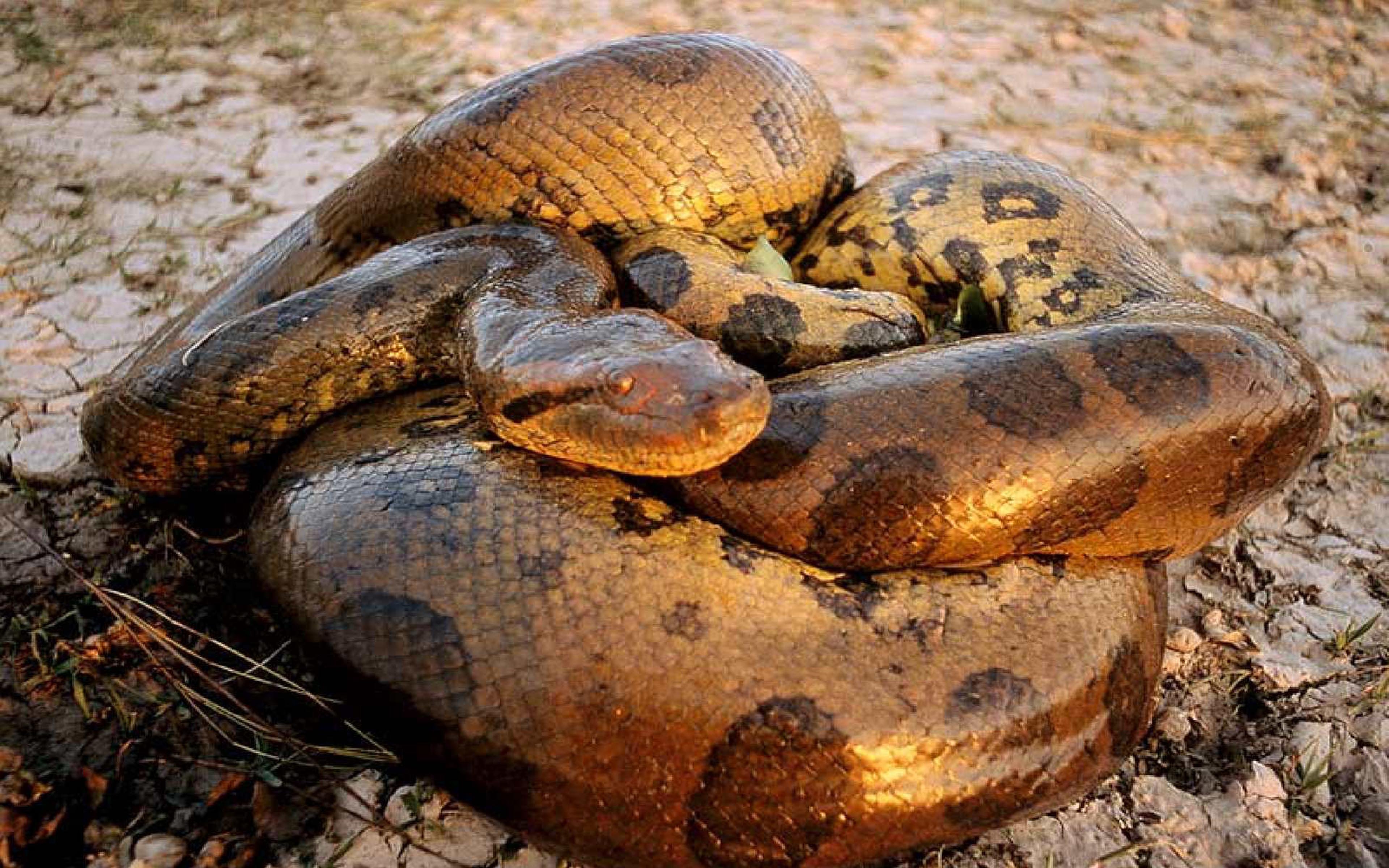 Обитания анаконды. Анаконда змея. Ядовитая змея Анаконда. Река Амазонка змея Анаконда.