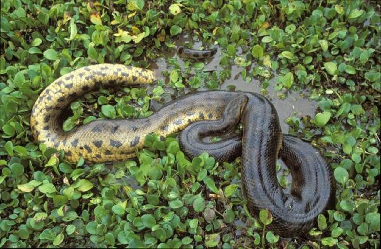 Самая большая змея видео. Анаконда змея. Желтобрюхий полоз. Зеленая Анаконда (eunectes murinus). Река Амазонка змея Анаконда.