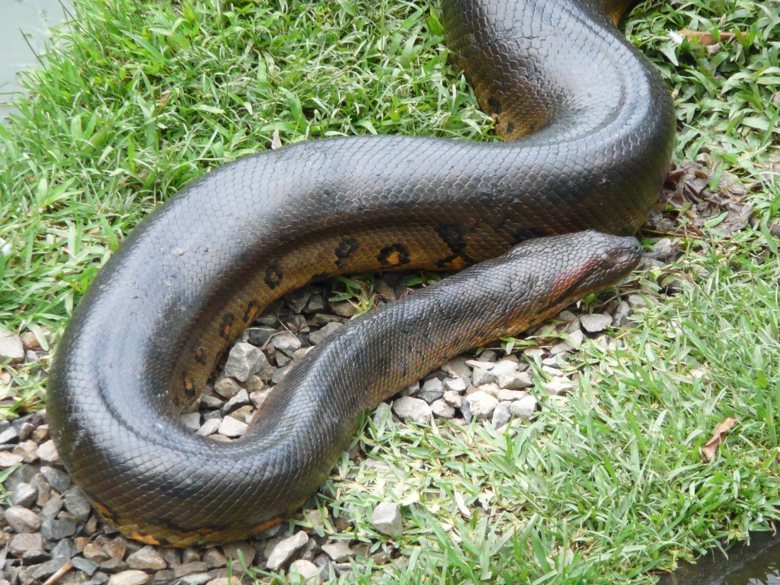 Самый большой змей в мире фото. Анаконда змея. Водяной удав Анаконда. Анаконда черная змея.