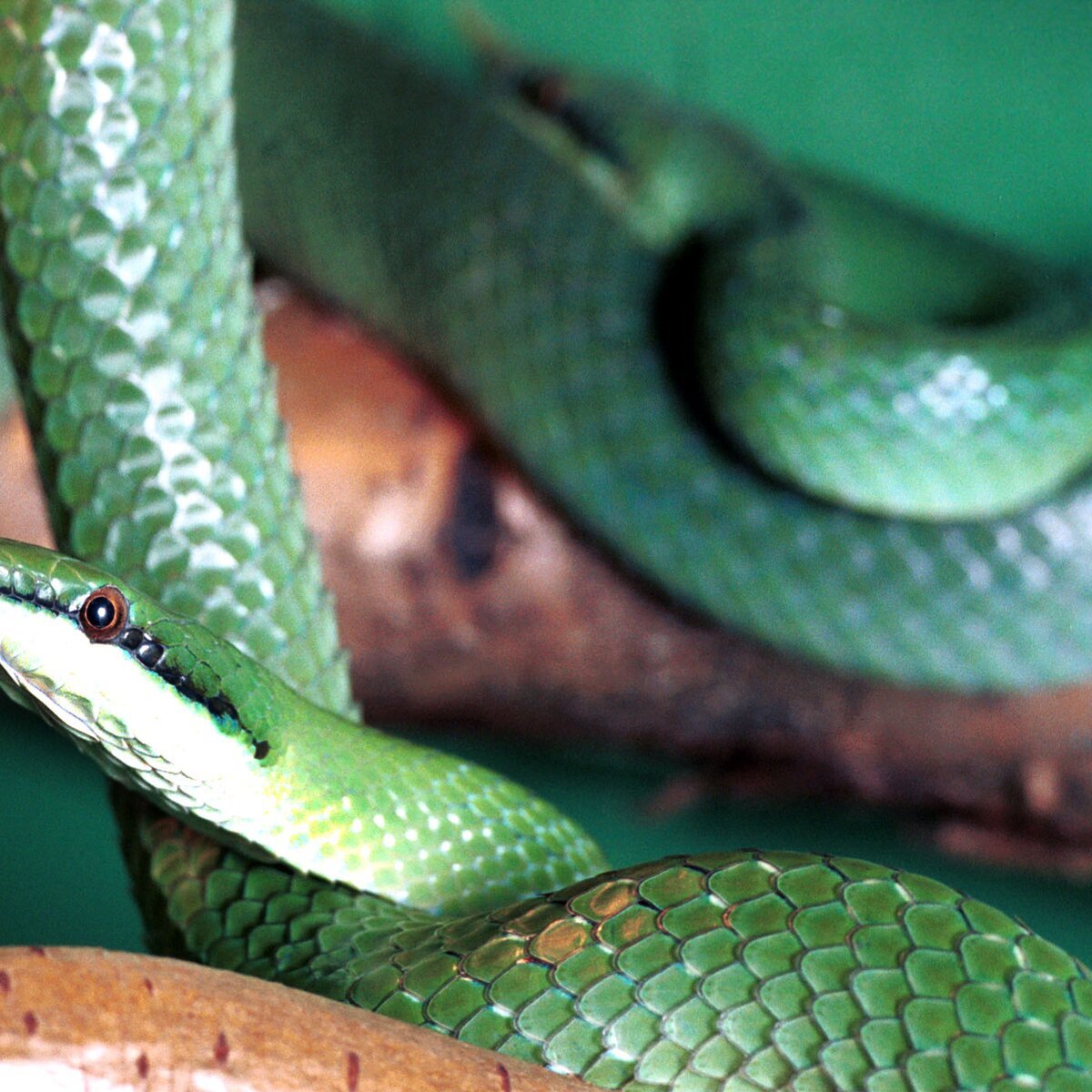 Из какого города змея. Смарагдовый полоз. Смарагдовый полоз зеленый. Носатый полоз Буланже. Змеи в Тайланде зеленые.