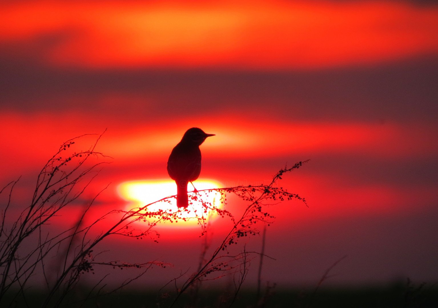 Песня солнце в небе птички пели. Птицы на закате. Птицы на рассвете. Восход птицы. Вечер птицы.
