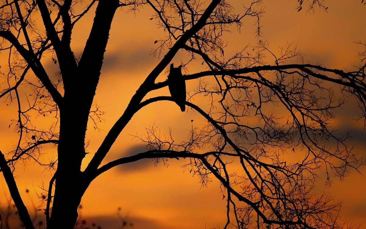 Ночью деревья спят. Ветка дерева. Ветка на фоне заката. Птицы на ветке на закате. Сухое дерево на закате.