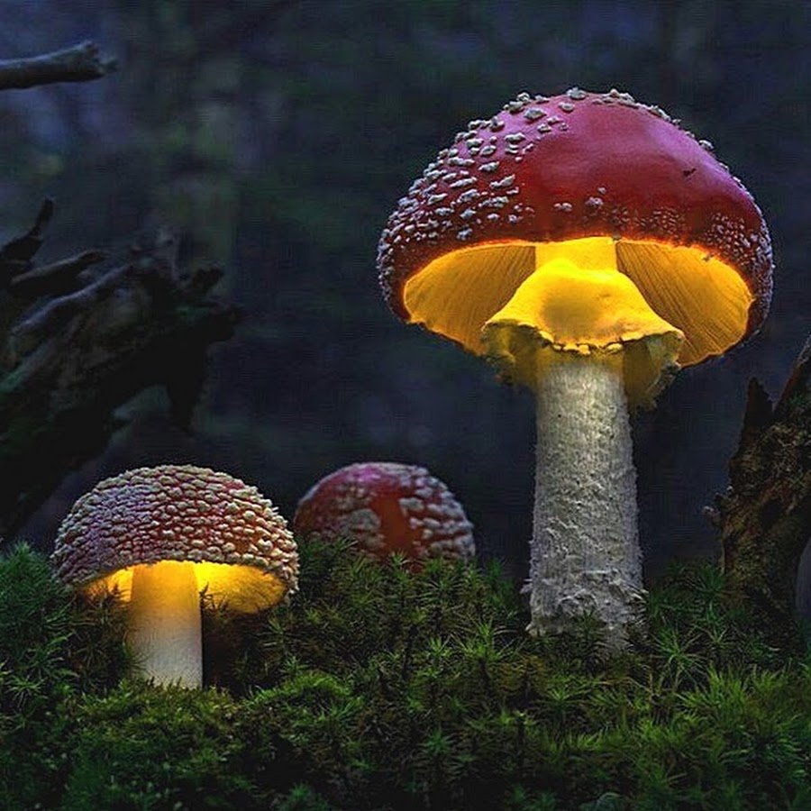 Неоновые грибы