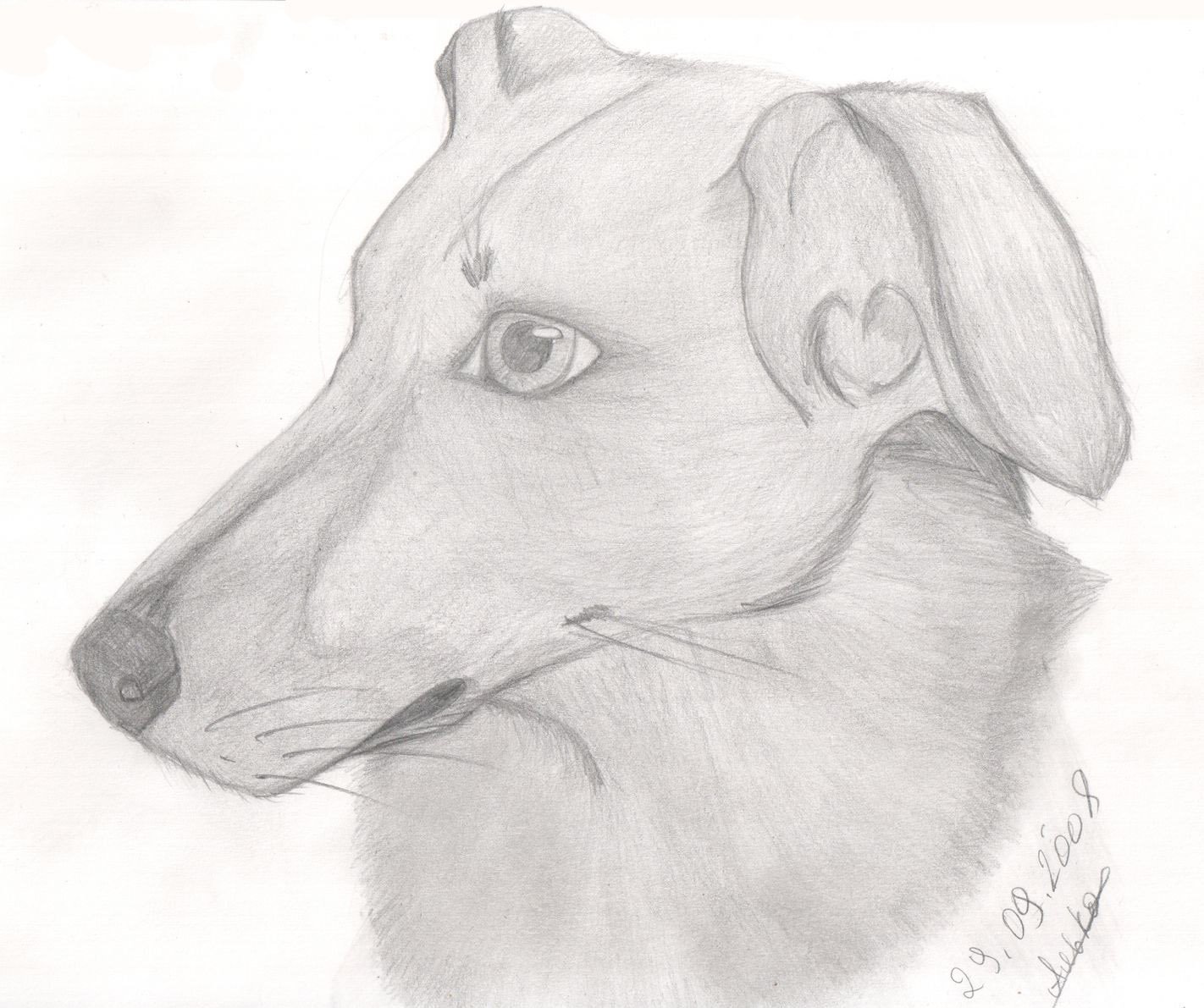 Нарисовать собаку карандашом легко и красиво. Красивые рисунки простым карандашом. Рисунки карандашом лёгкие. Собака карандашом. CJ,FRF hbceyjrv карандашем.
