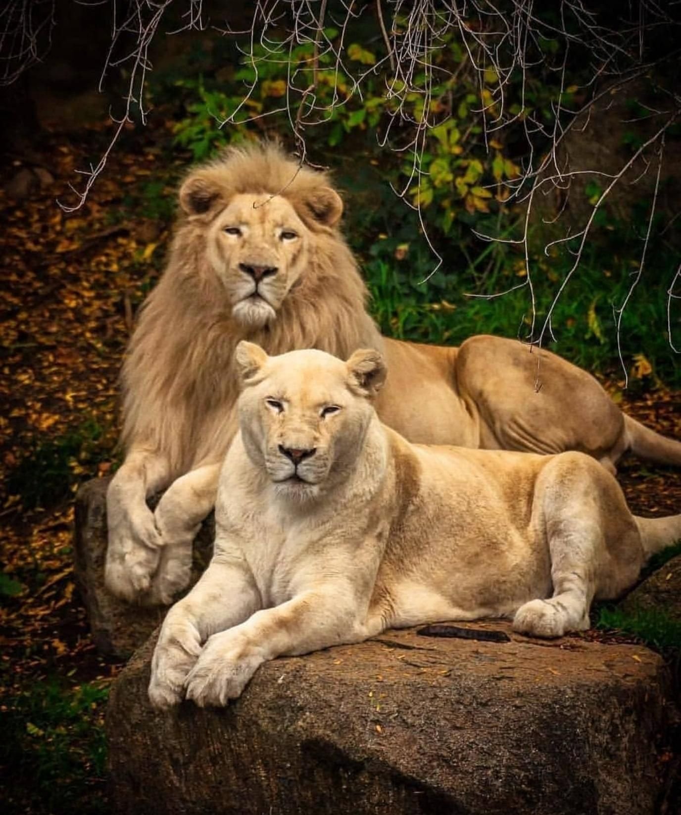 Лев какое семейство. Львиный Прайд. Лев львица и Львенок. Львы Прайд. Прайд это львиная семья.