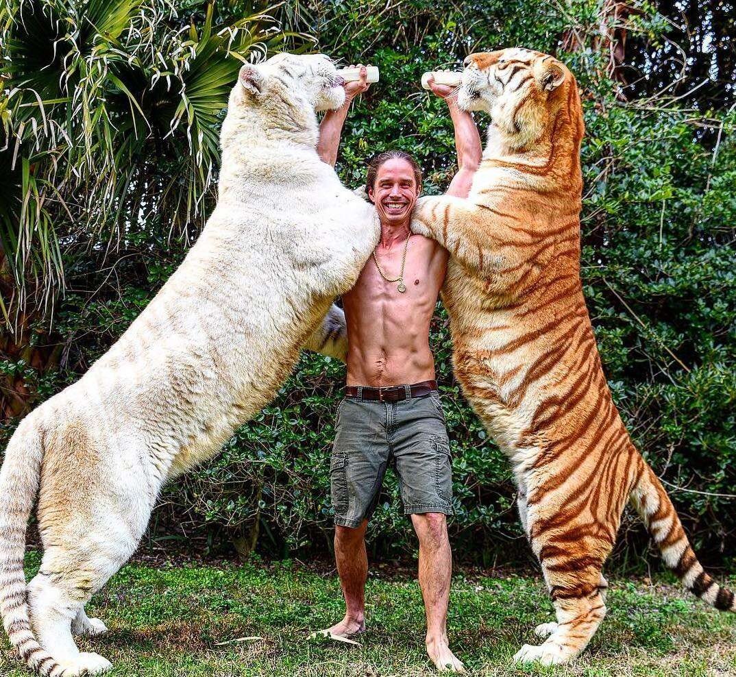 Какой тигр сильнее. Лигр Геркулес самый большой тигр вес. Лигр Геркулес и тигр. Тигролев Геркулес. Коди Антл и тигры.