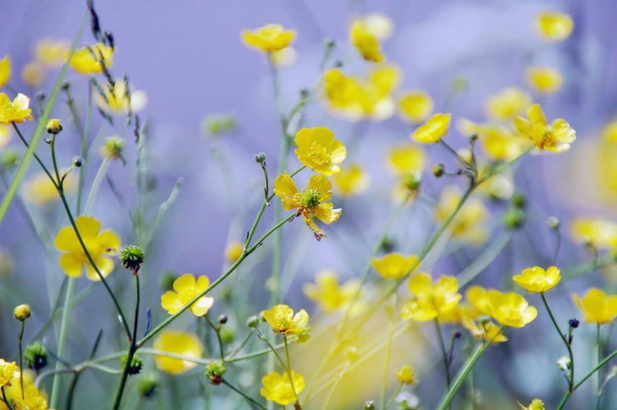 Маленькие желтые цветочки весной