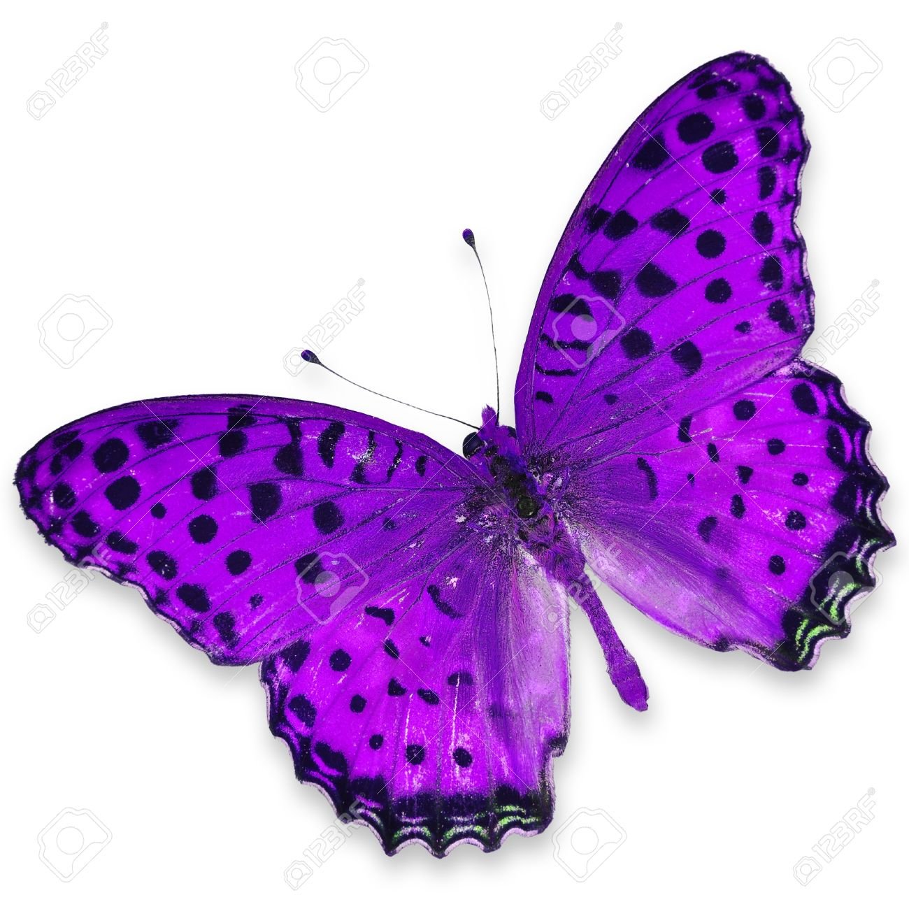 Бабочки фиолетового цвета. Сиреневые бабочки. Бабочки сиреневого цвета. Бабочки сиреневые на белом фоне для печати.