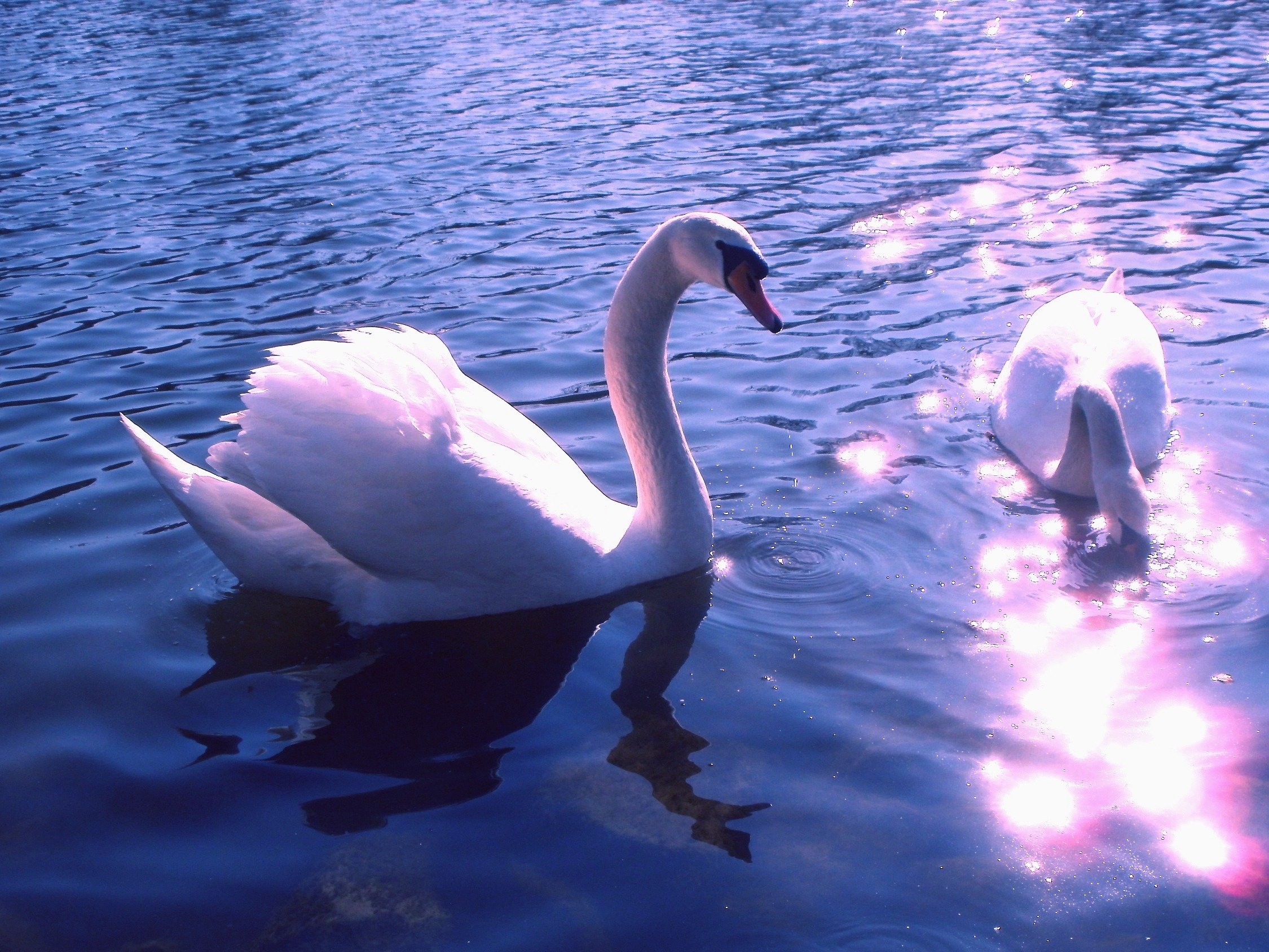 Красивые белые лебеди. Лебеди. Красивые лебеди. Лебеди на озере. 2 Лебедя.