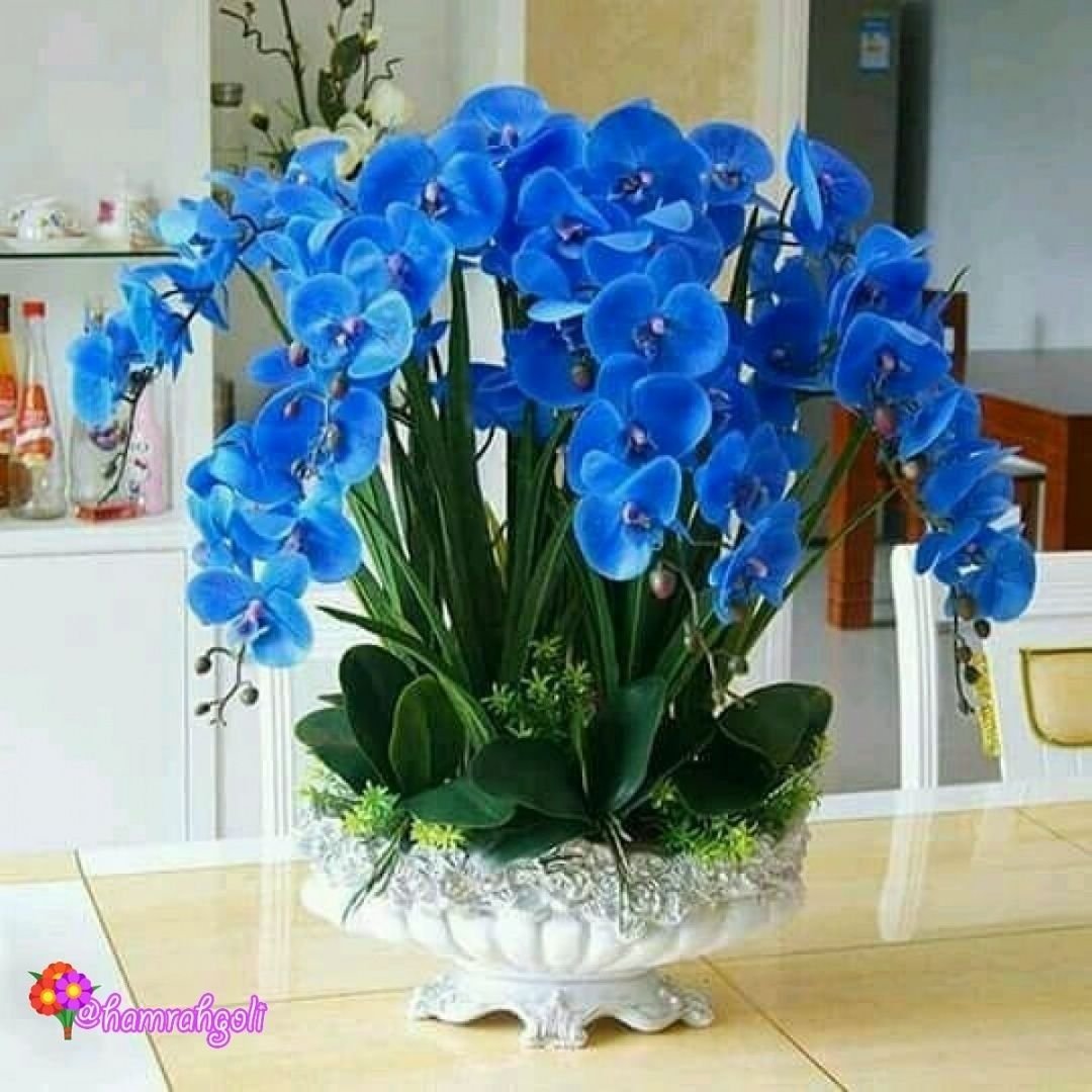 Синяя орхидея в горшке. Королевский фаленопсис синий. Орхидея фаленопсис голубая. Королевская Орхидея фаленопсис. Фаленопсис Блю.