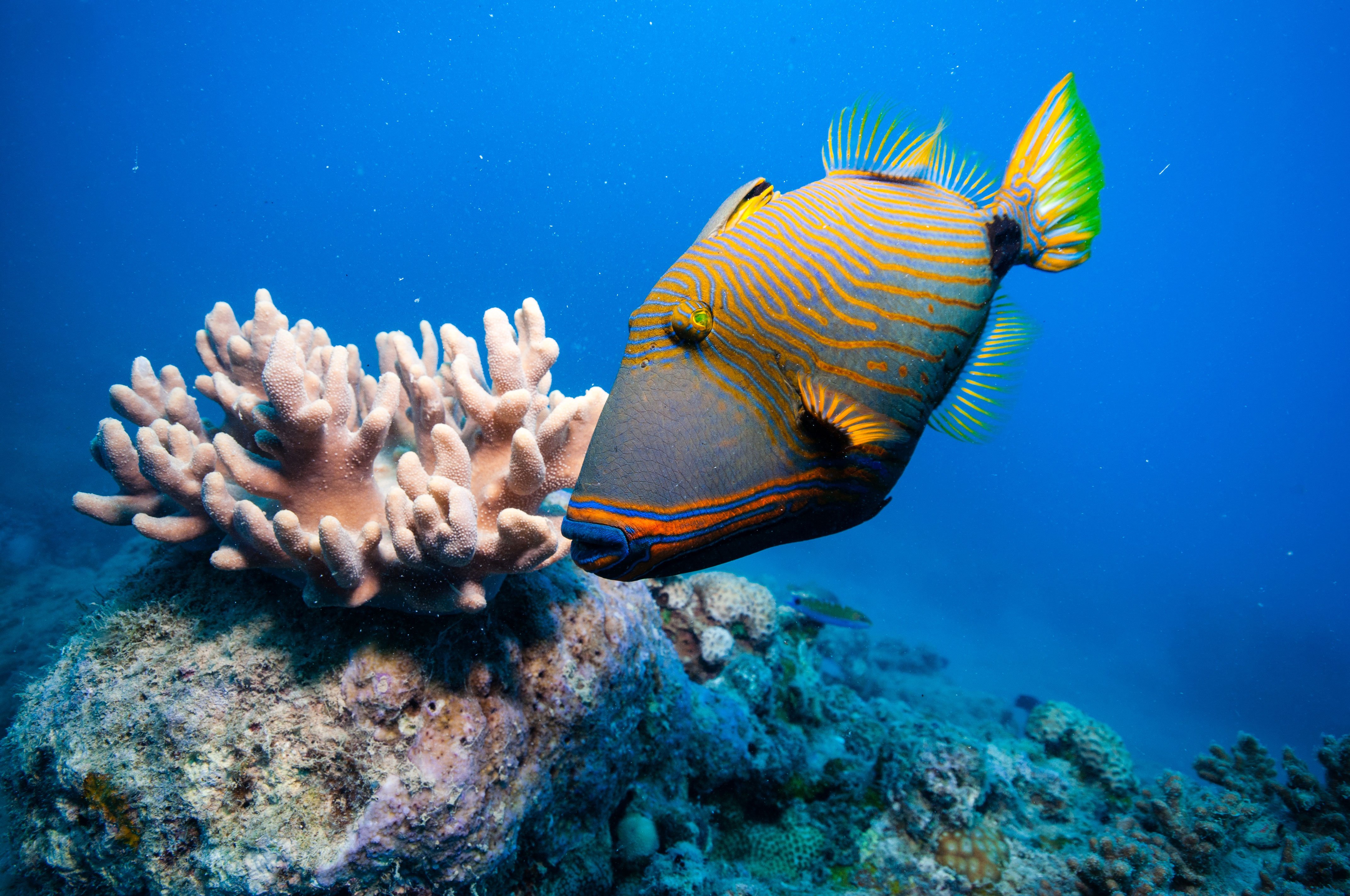 Коралловые обитатели. Краснозубый спинорог. Большой Барьерный риф рыбы. Рыбка спинорог. Спинорог Титан рыба.