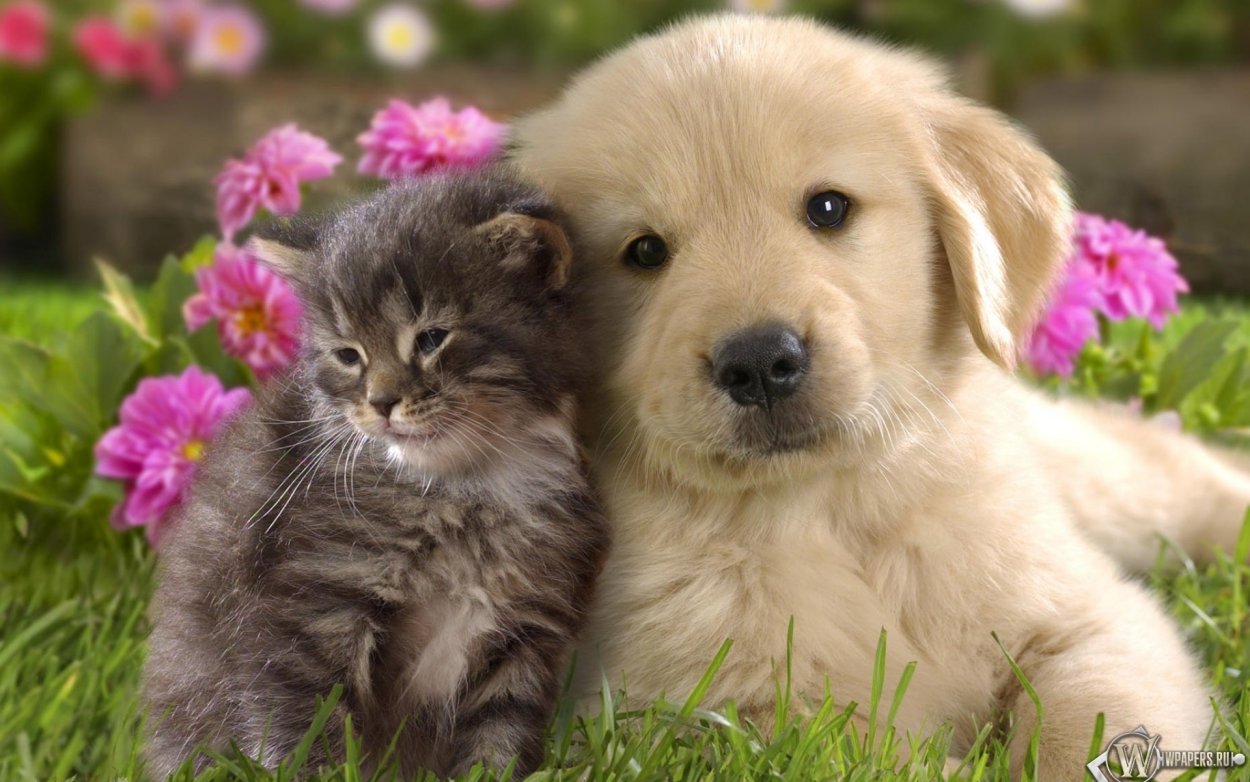 Собаки и кошки милые