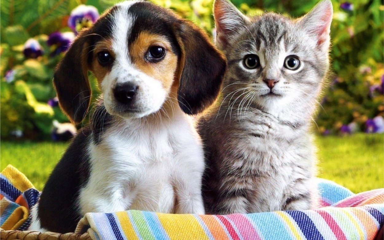 Кошечки собачки собаки. Домашние животные. Всемирный день животных. Собачки и кошечки. Кошечки собачки картинки.