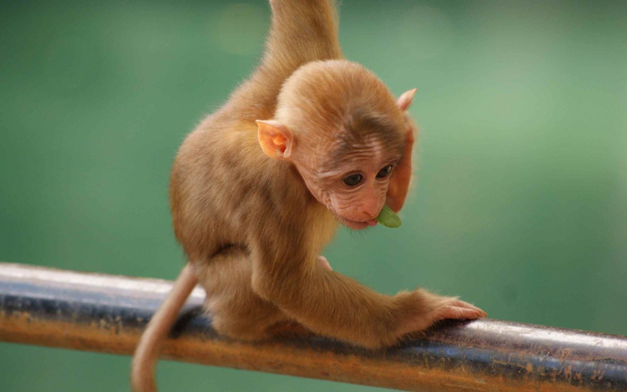 Самая красивая обезьяна