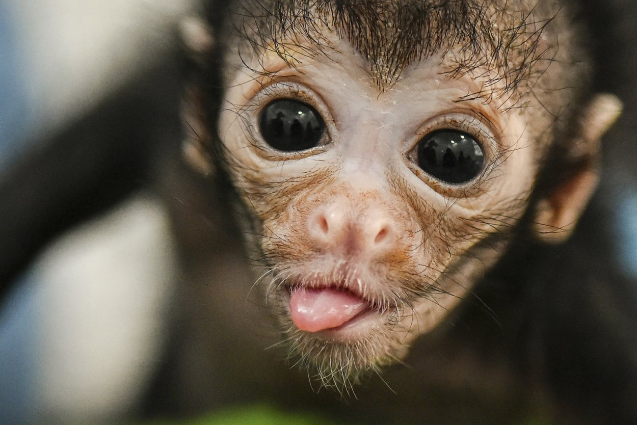Маленькая лупатая обезьянка