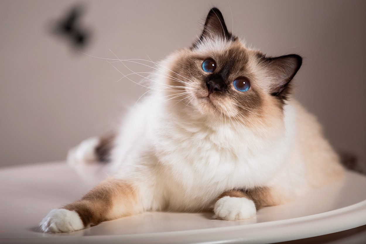 Самая красивая порода кошек в мире